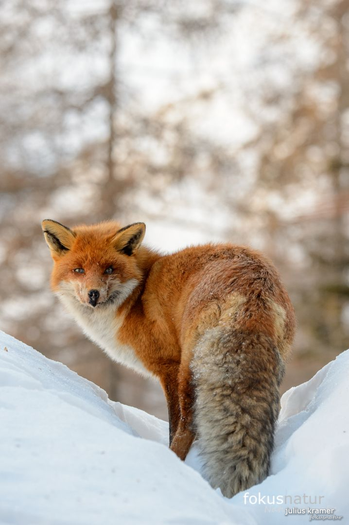 Rotfuchs im Winter