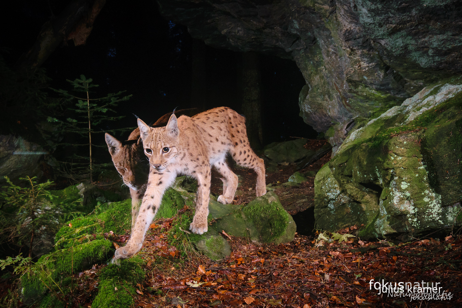 Luchs (Lynx lynx) auf der Kamerafalle