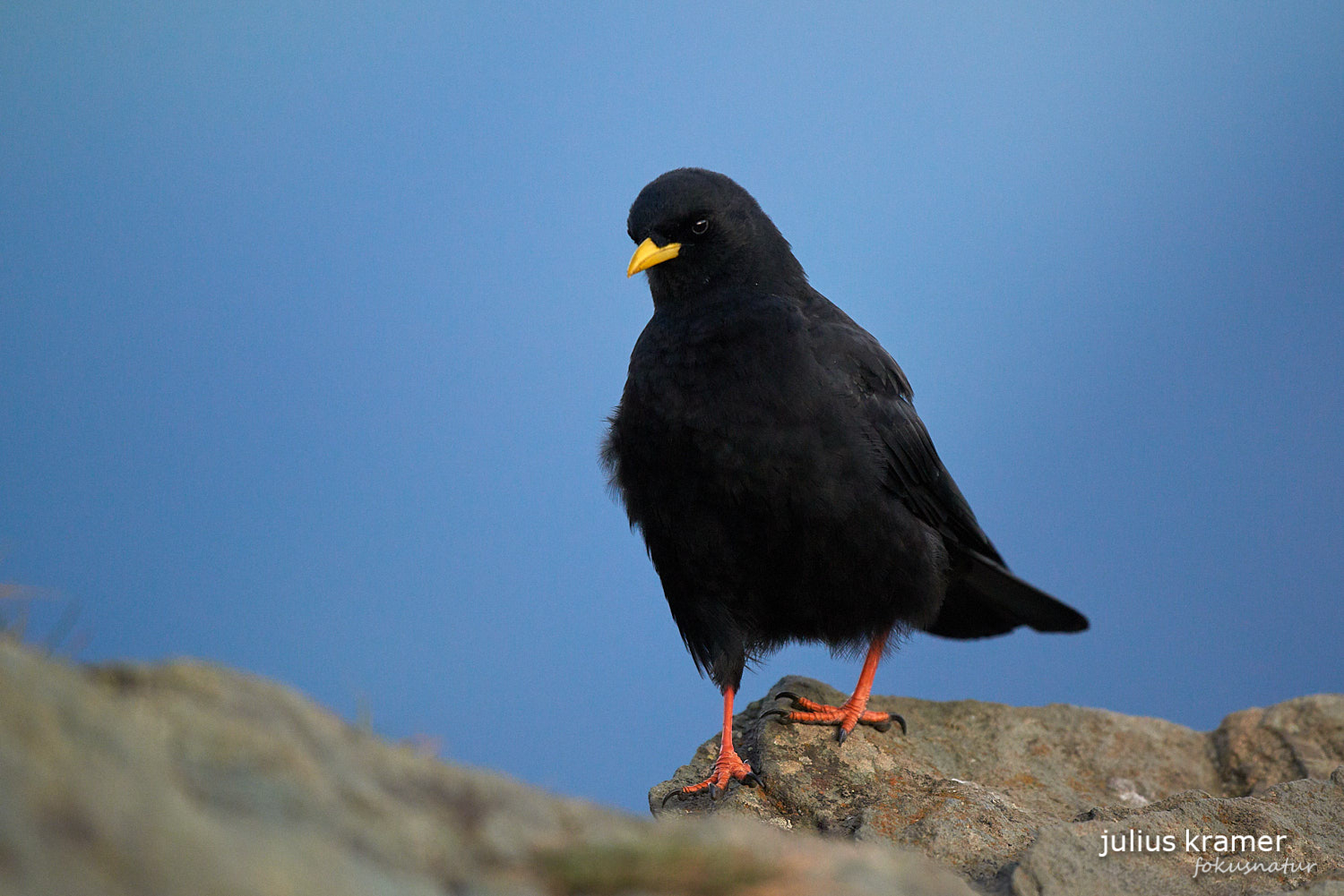 Alpendohle (Pyrrhocorax graculus)