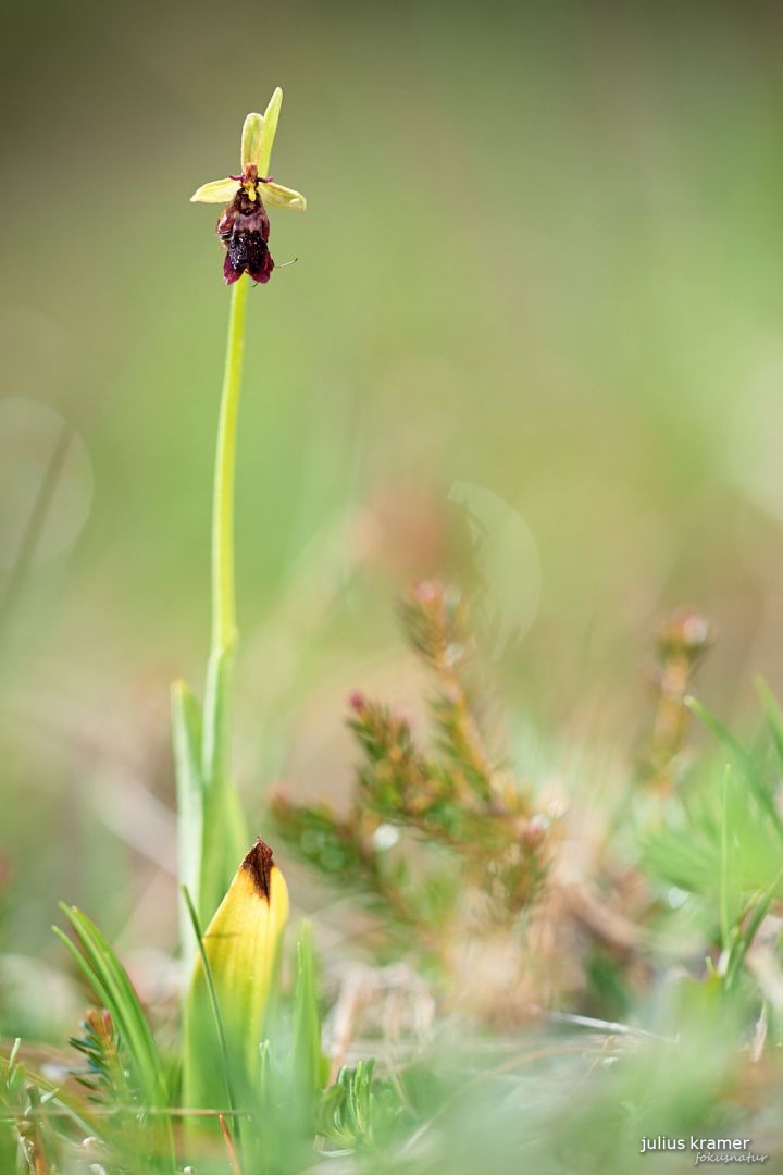 Fliegenragwurz (Ophrys insectifera)