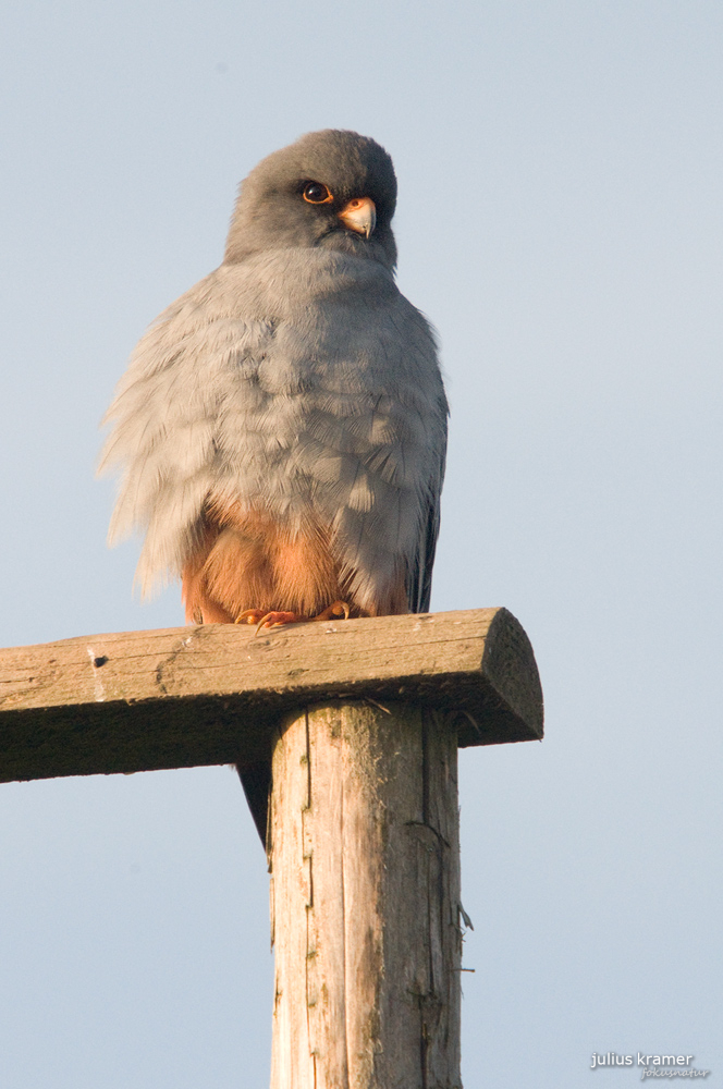 Rotfußfalke (Falco vespertinus)