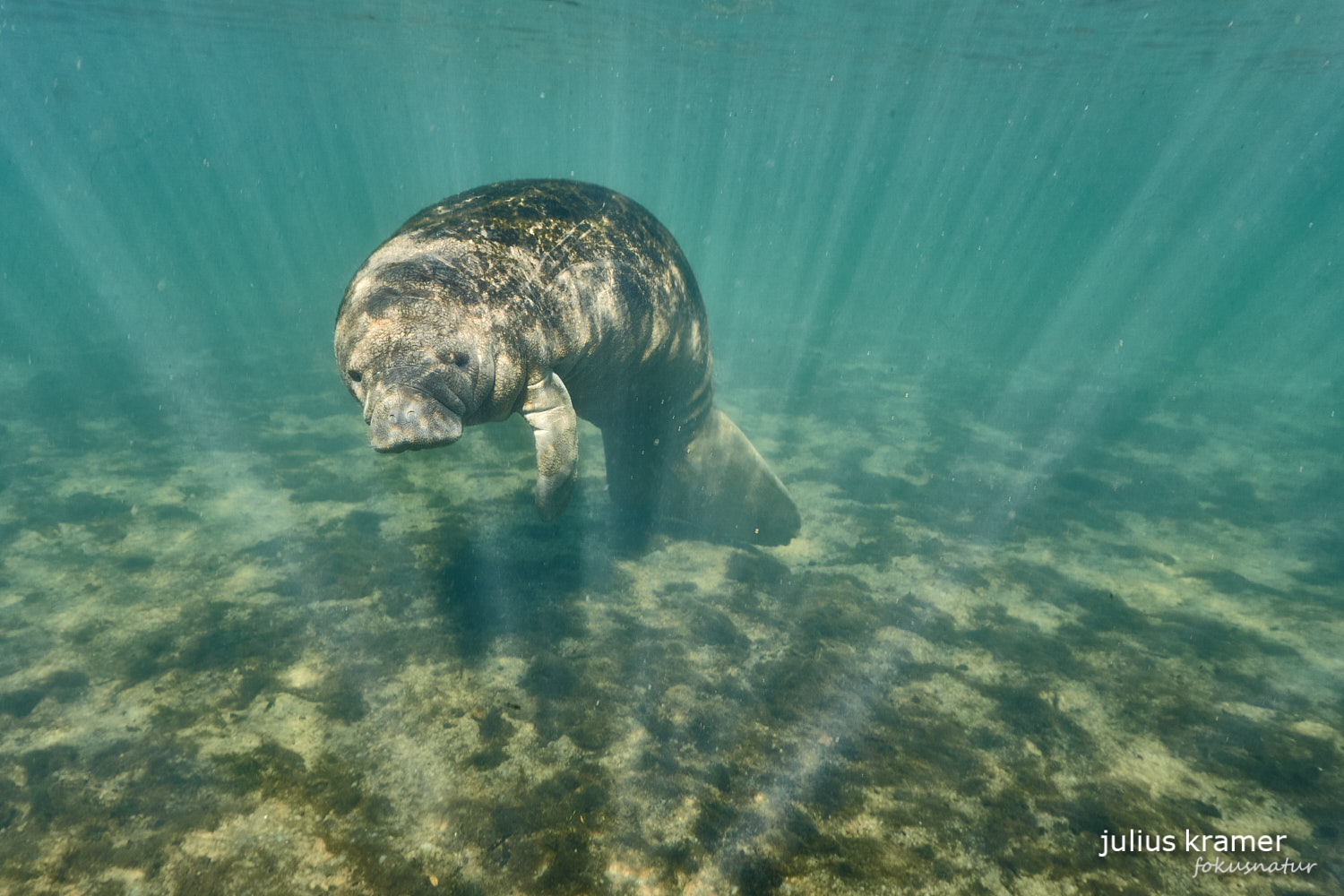 Karibik-Manati (Trichechus manatus)