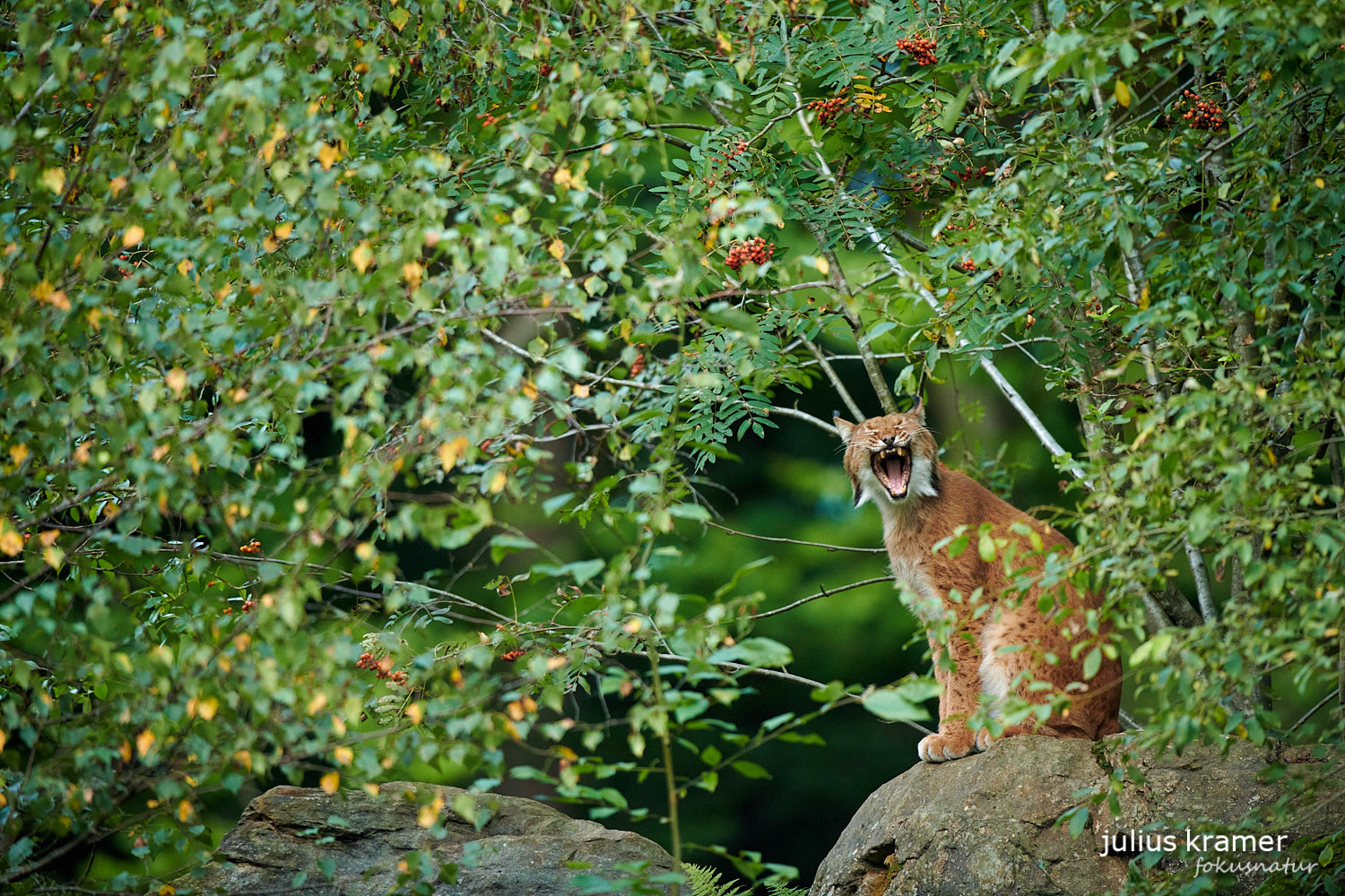 Gähnender Luchs (Lynx lynx)