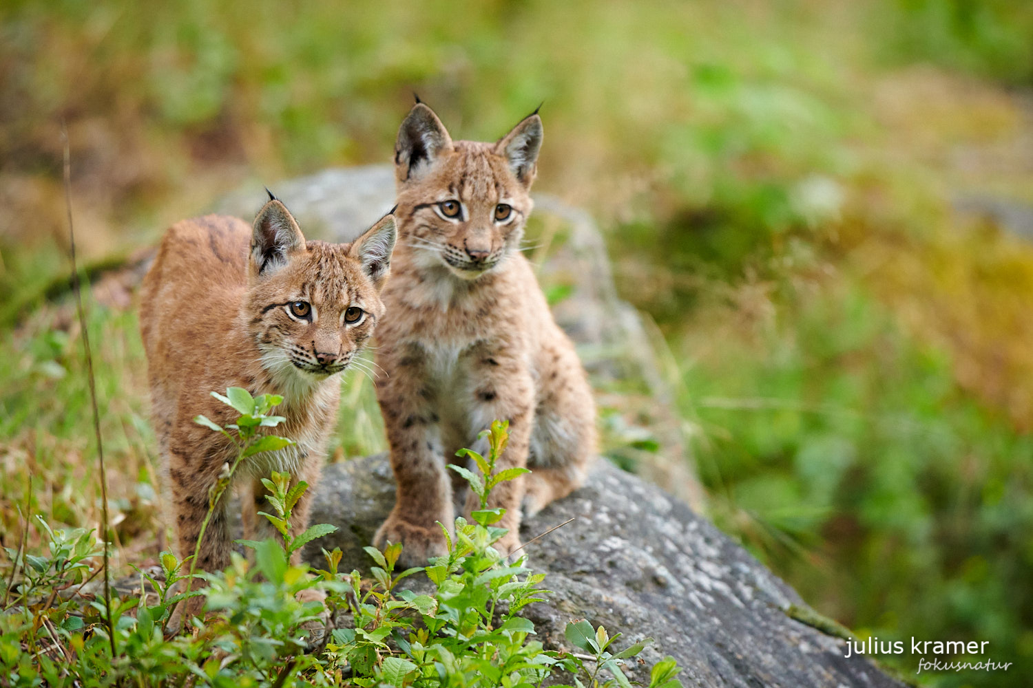 Jungluchse (Lynx lynx)