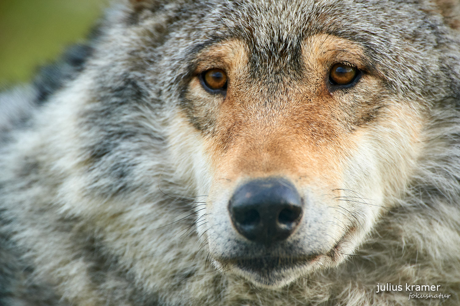 Europäischer Wolf (Canis lupus)