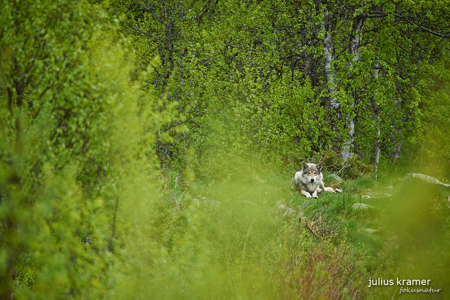 Europäischer Wolf (Canis lupus)