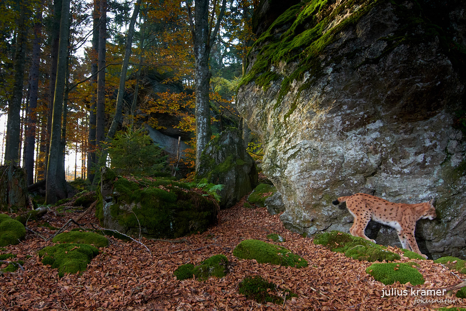 Luchs (Lynx lynx)