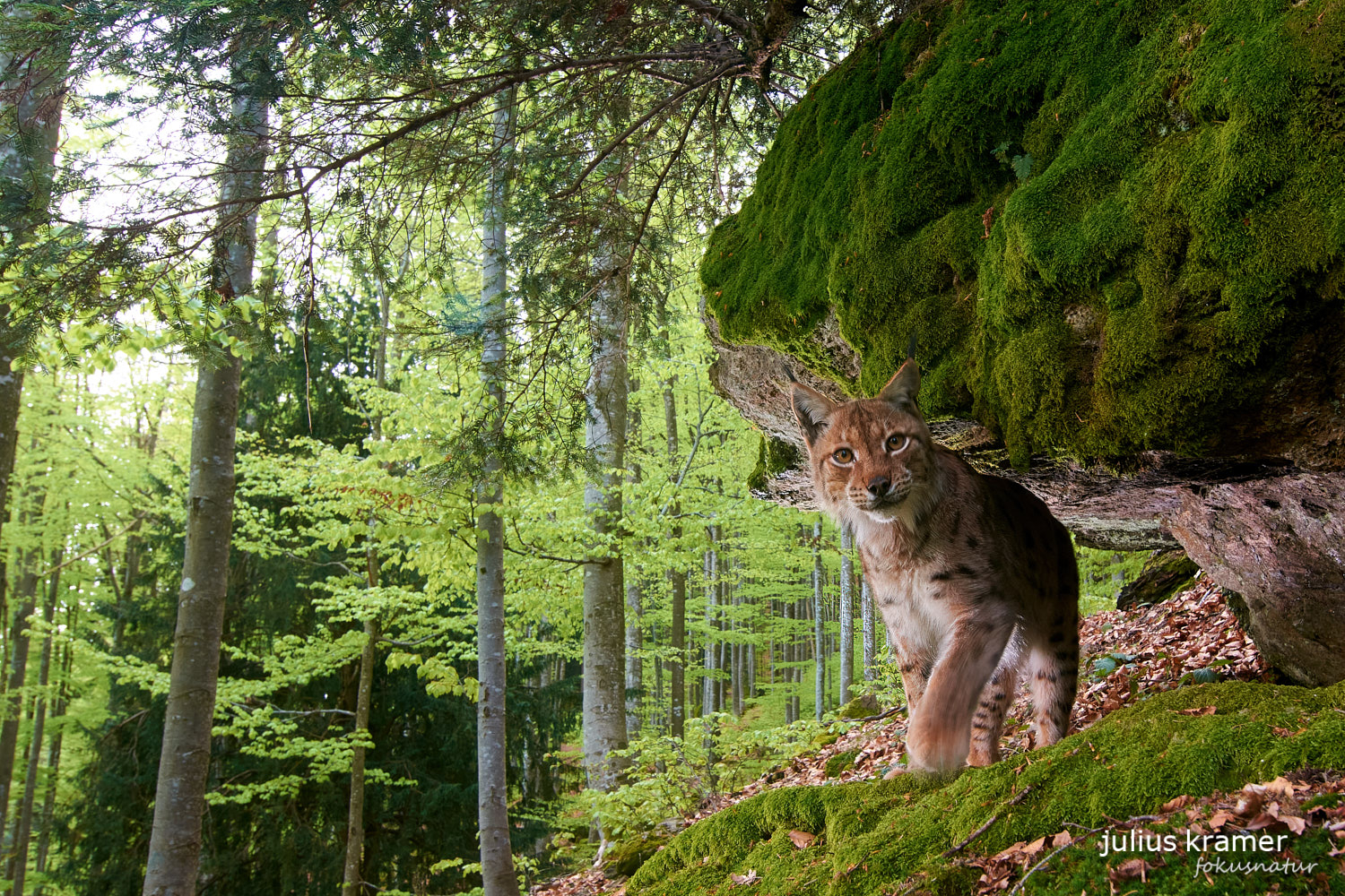 Luchs (Lynx lynx)