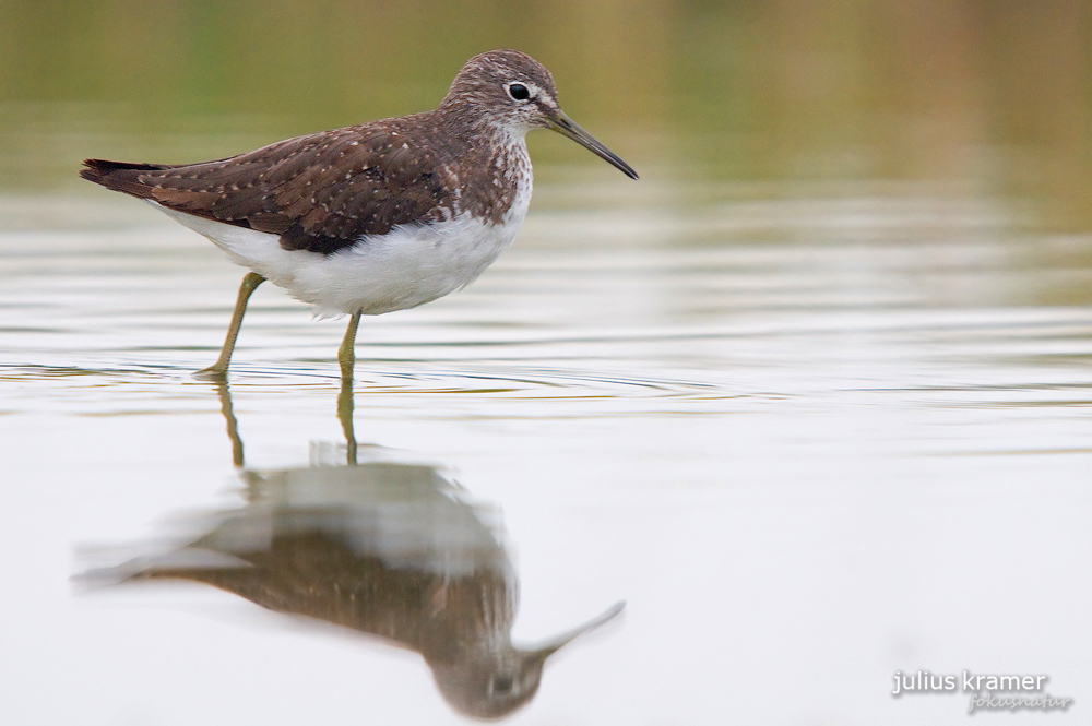 Waldwasserläufer (Tringa ochropus)