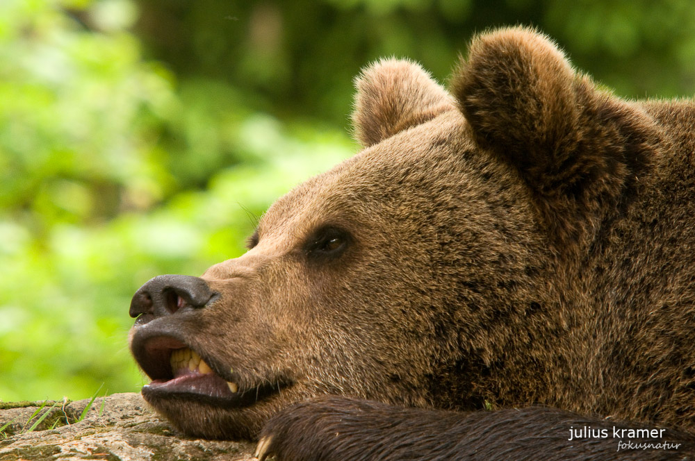 Braunbär (Ursos arctos) - C