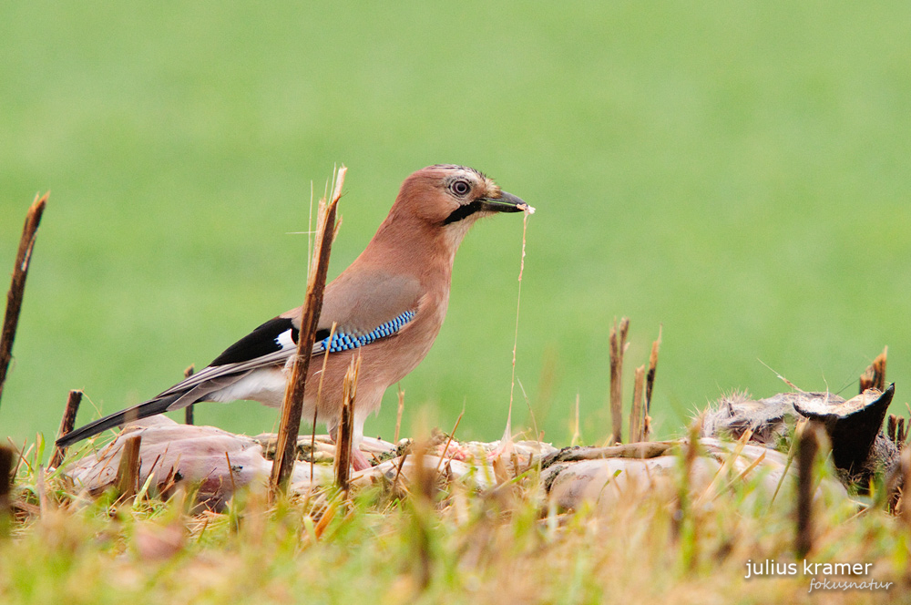 Eichelhäher (Garrulus glandarius)