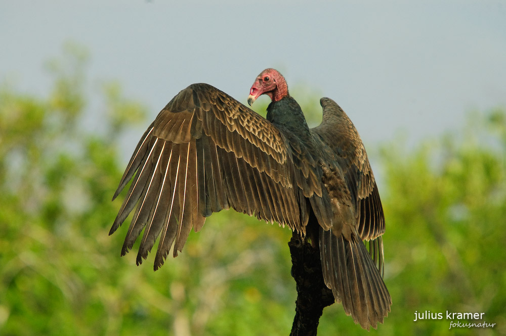 Truthahngeier (Cathartes aura)