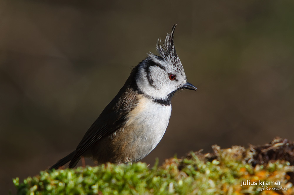 Haubenmeise (Lophophanes cristatus)