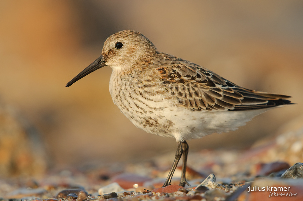 Alpenstrandläufer (Calidris alpina)