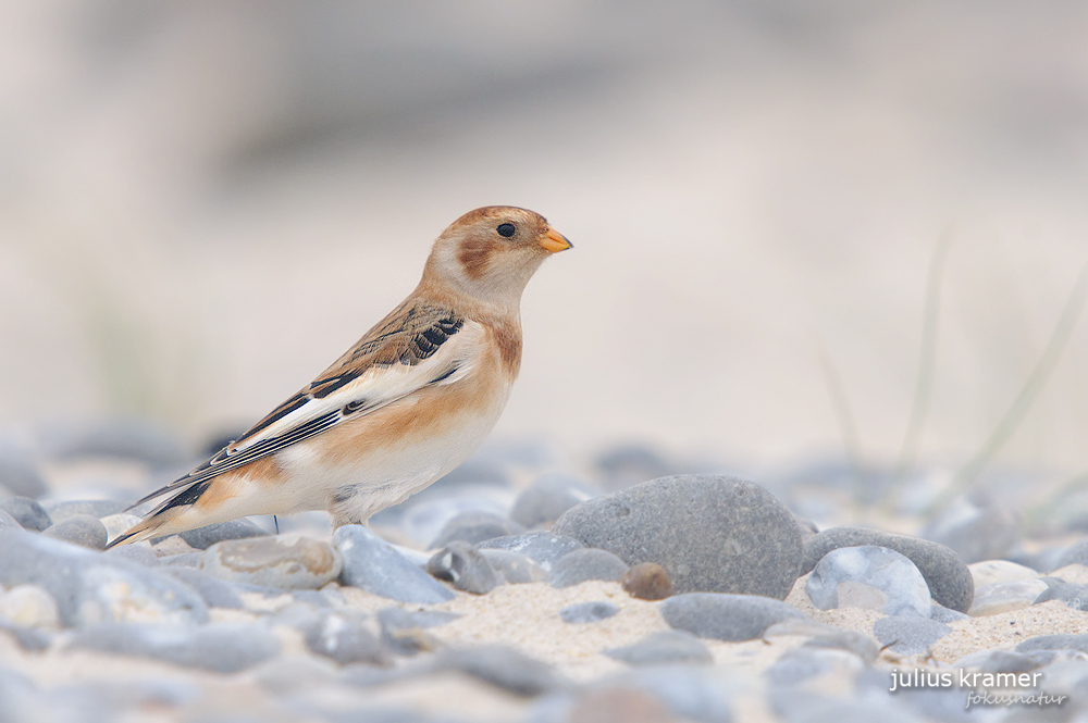 Schneeammer (Plectrophenax nivalis)