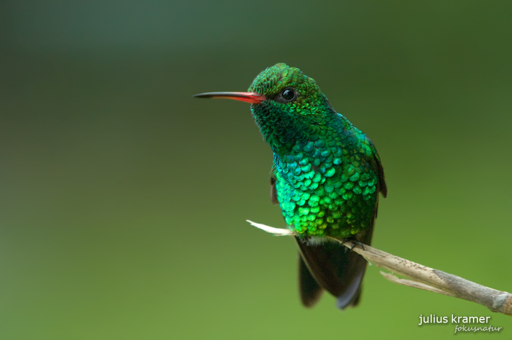 Gabelschwanzkolibri (Chlorostilbon canivetii)