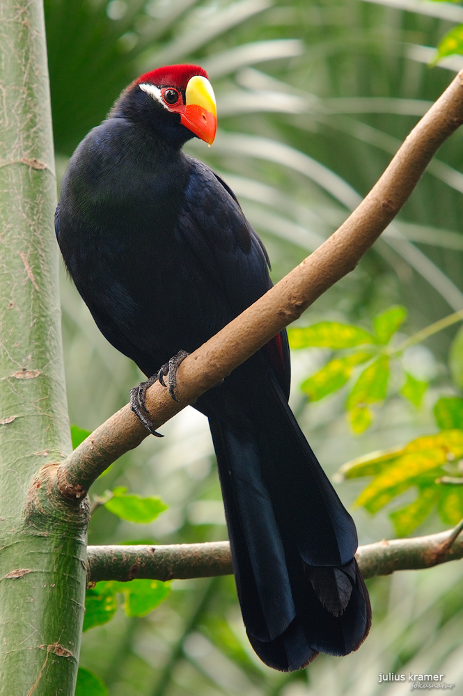 Schildturako (Musophaga violacea) - C