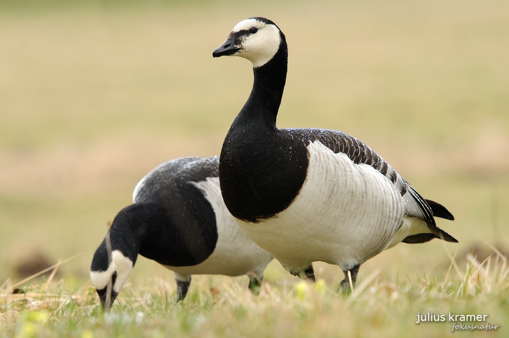 Nonnengans (Branta leucopsis)