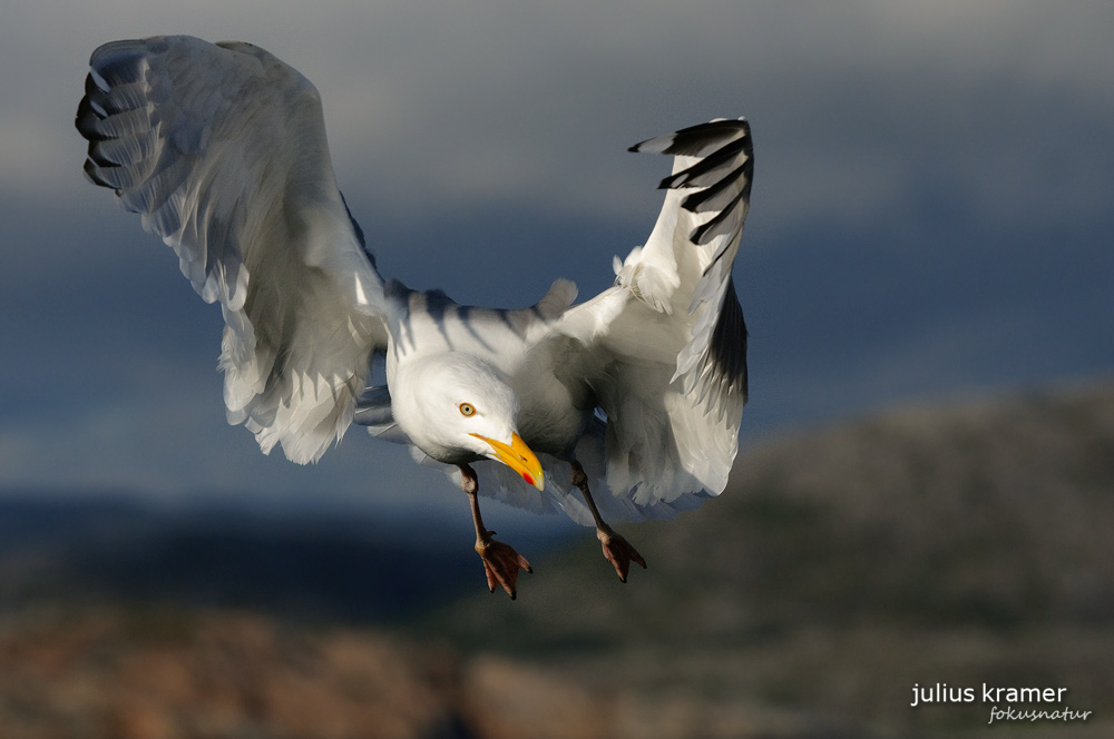 Silbermöwe (Larus argentatus)