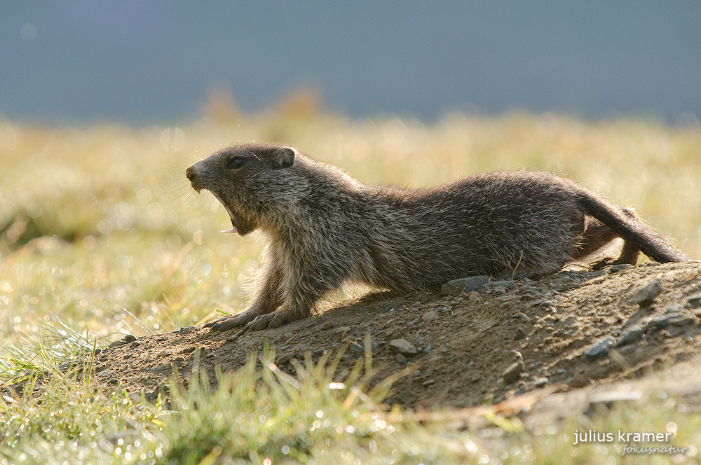 Murmeltier (Marmota marmota)