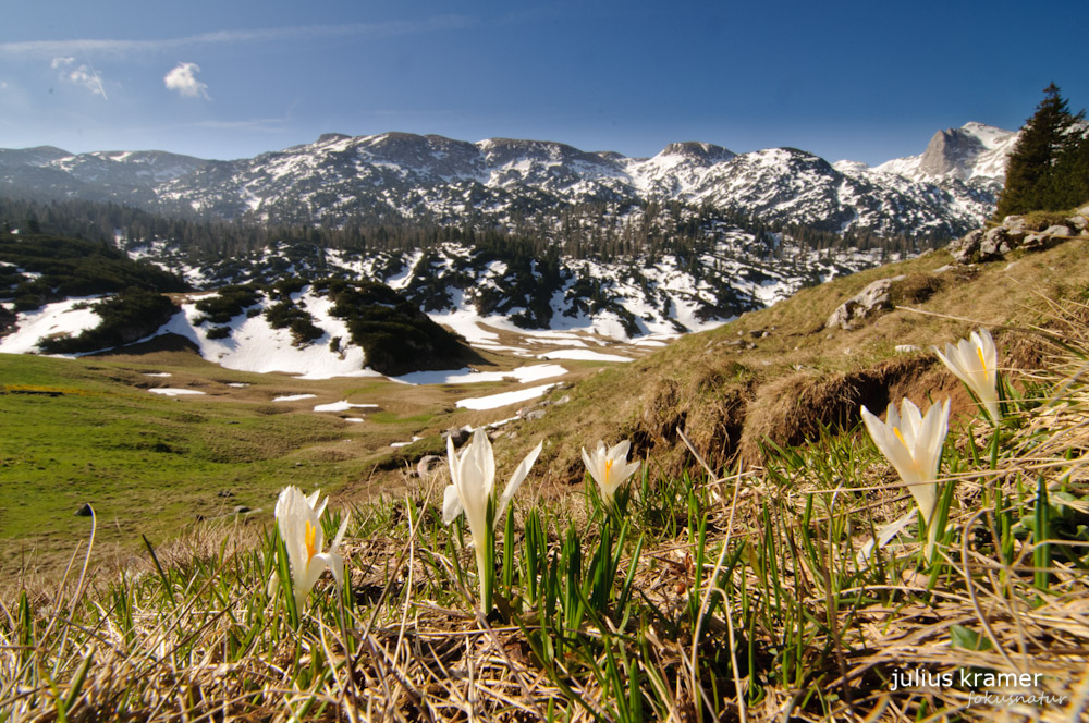 Alpenkrokusse (Crocus vernus)