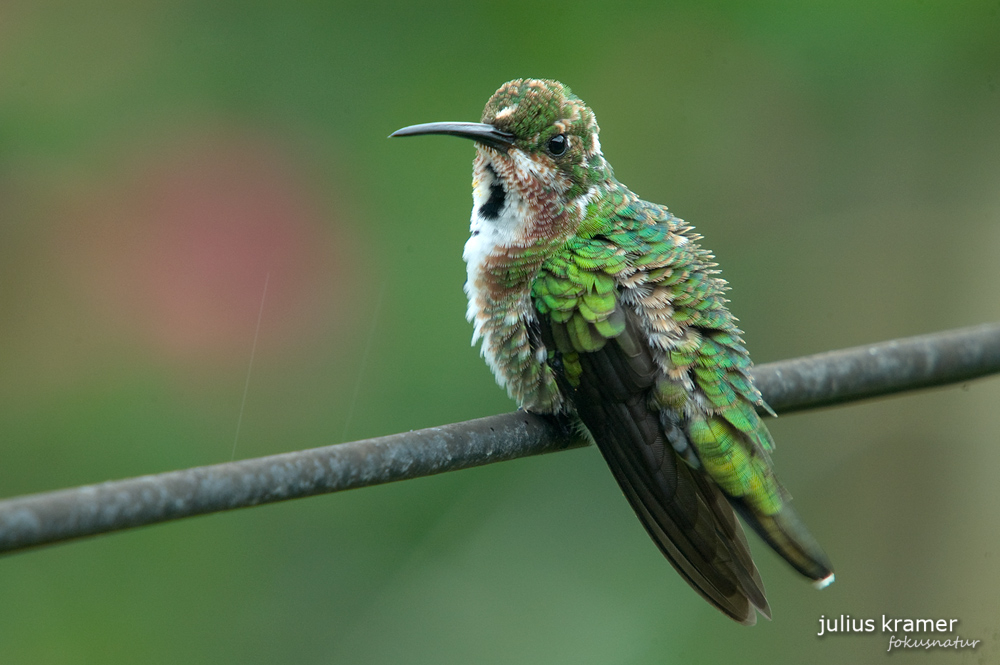 Grünbrustmangokolibri (Anthracothorax prevostii)