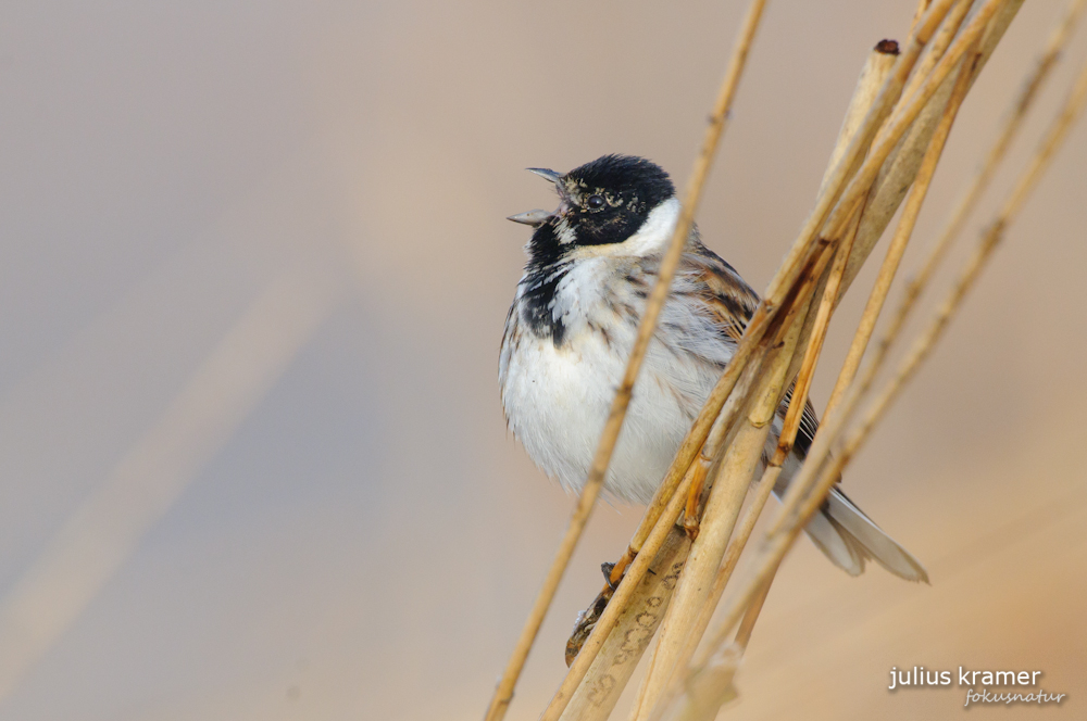 Männliche Rohrammer (Emberiza schoeniclus)