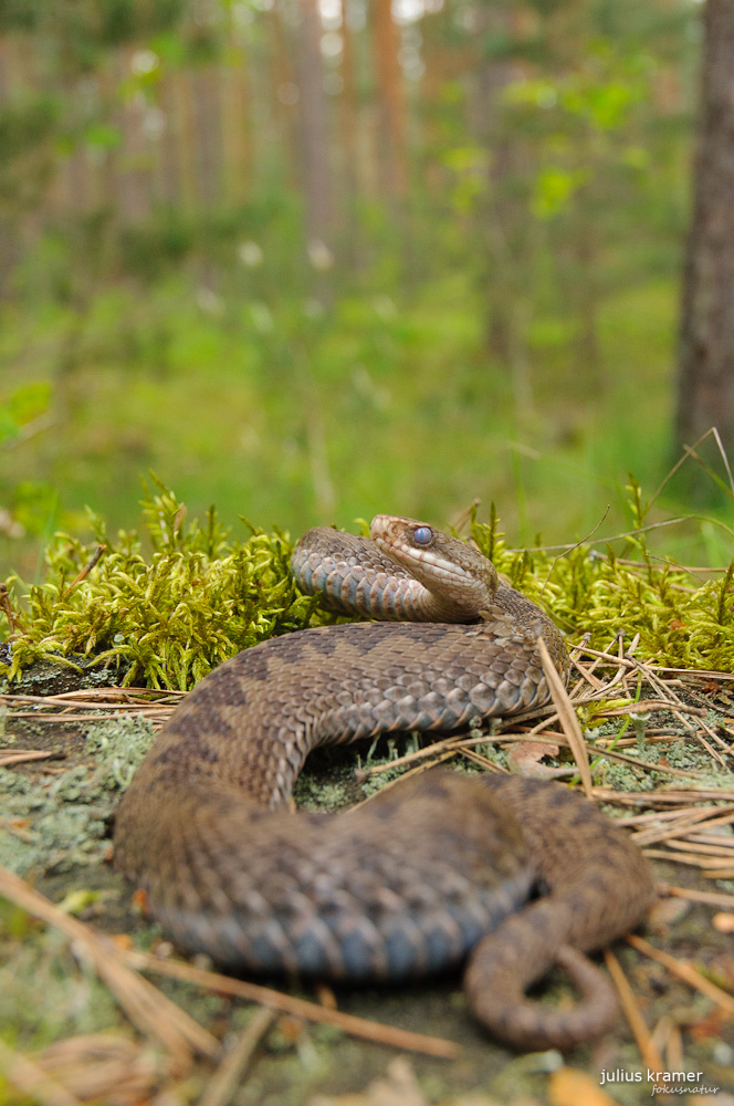 Kreuzotterweibchen (Vipera berus)