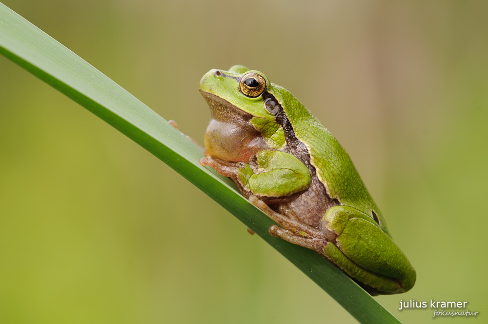 Laubfrosch (Hyla arborea)