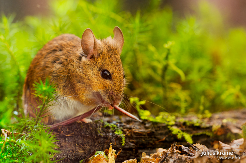 Waldmaus (Apodemus sylvaticus)