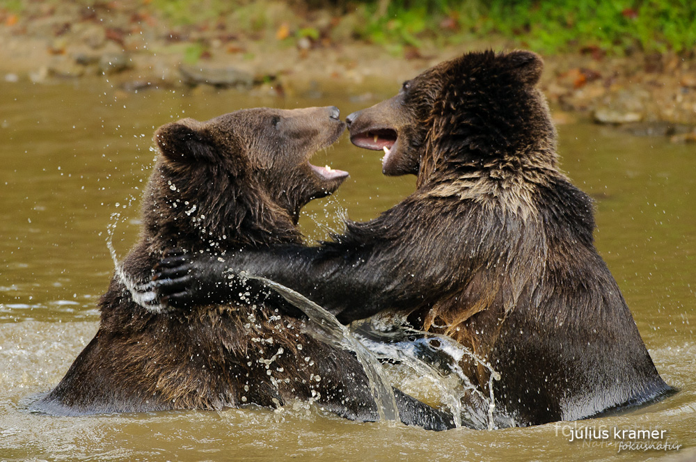 Spielende Braunbären (Ursus arctos)