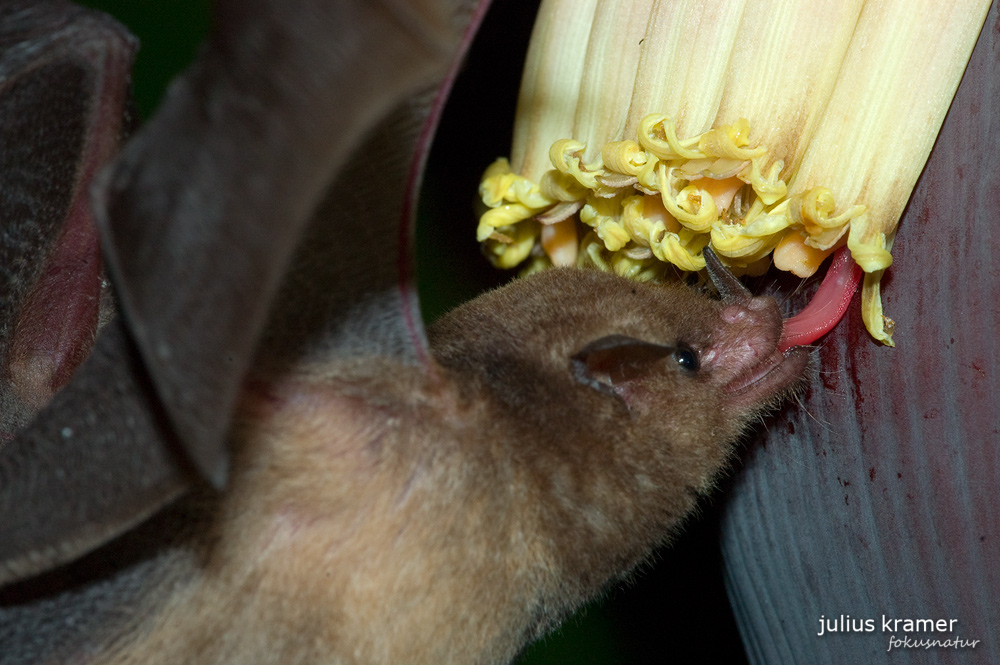 Langzungenfledermaus (Glossophaga soricina)