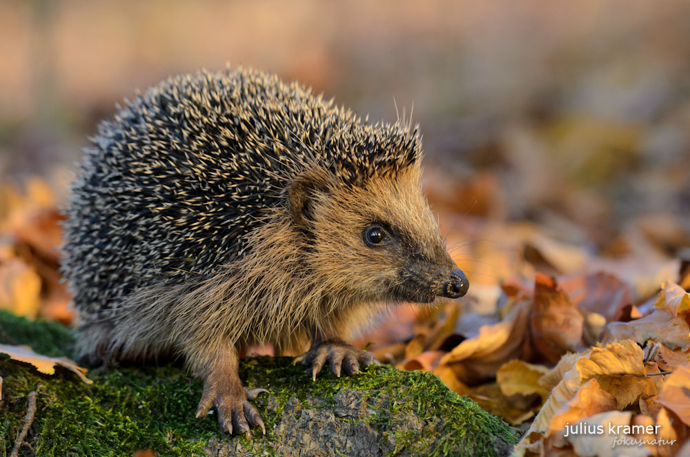 Igel (Erinaceus europaeus)