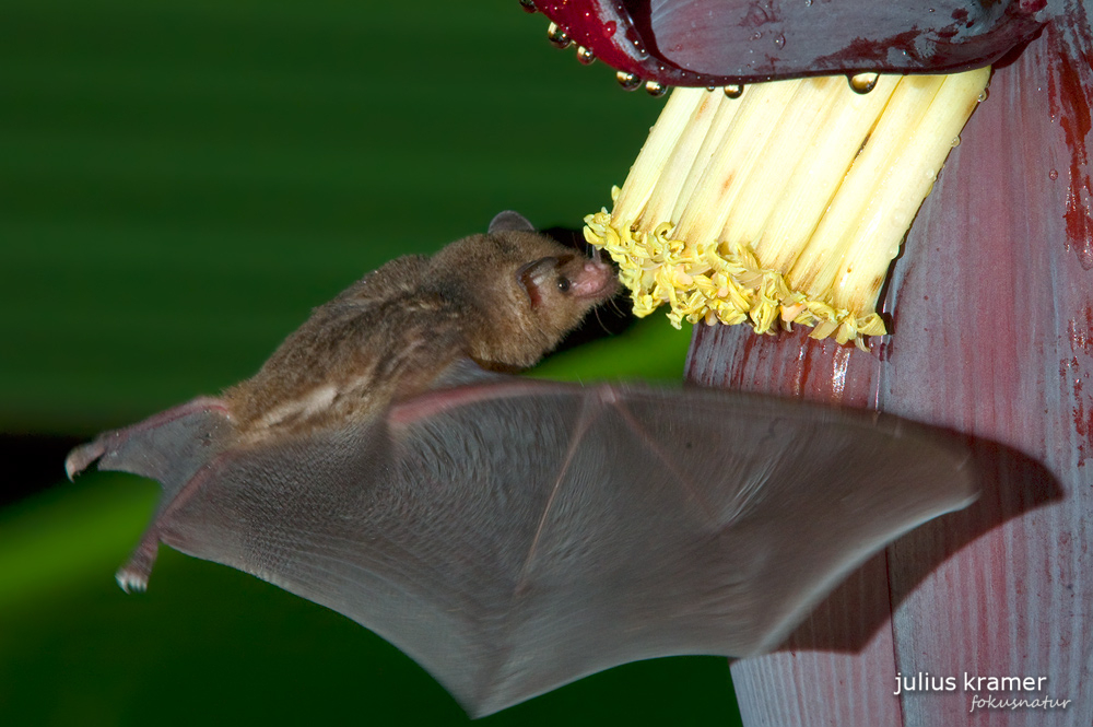 Langzungenfledermaus (Glossophaga soricina)