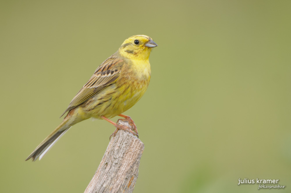 Goldammer (Emberiza citrinella)