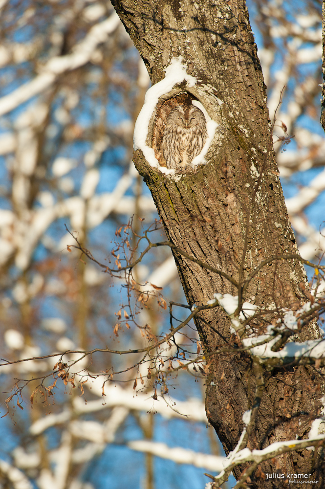 Waldkauz (Strix aluco)