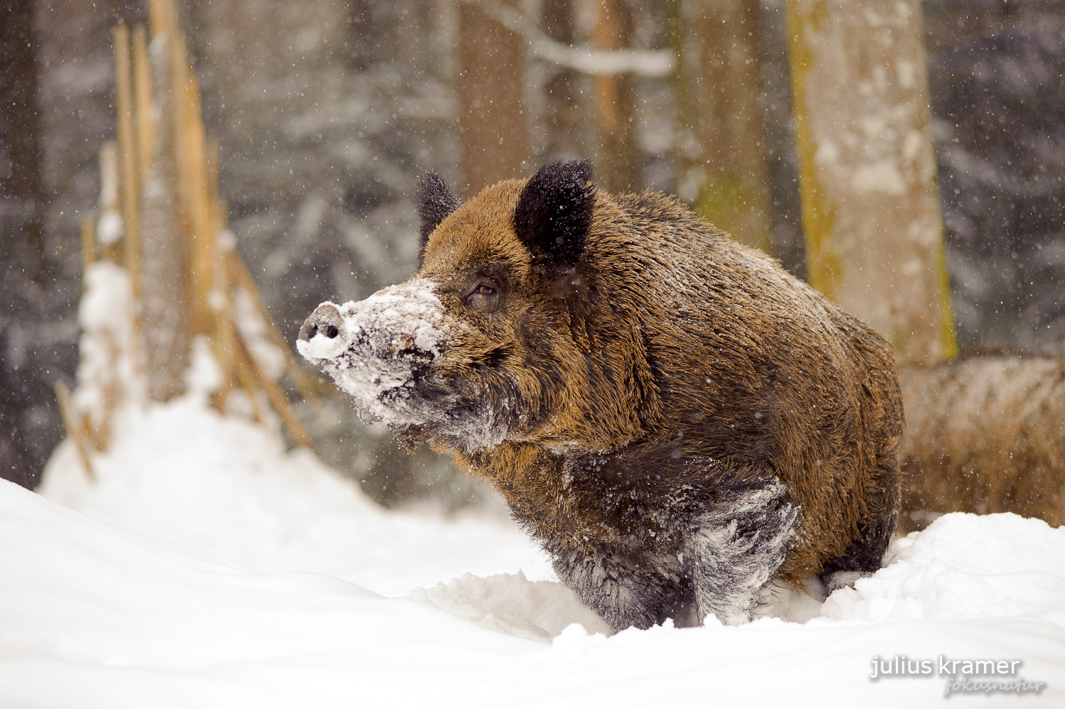 Wildschwein im Winter