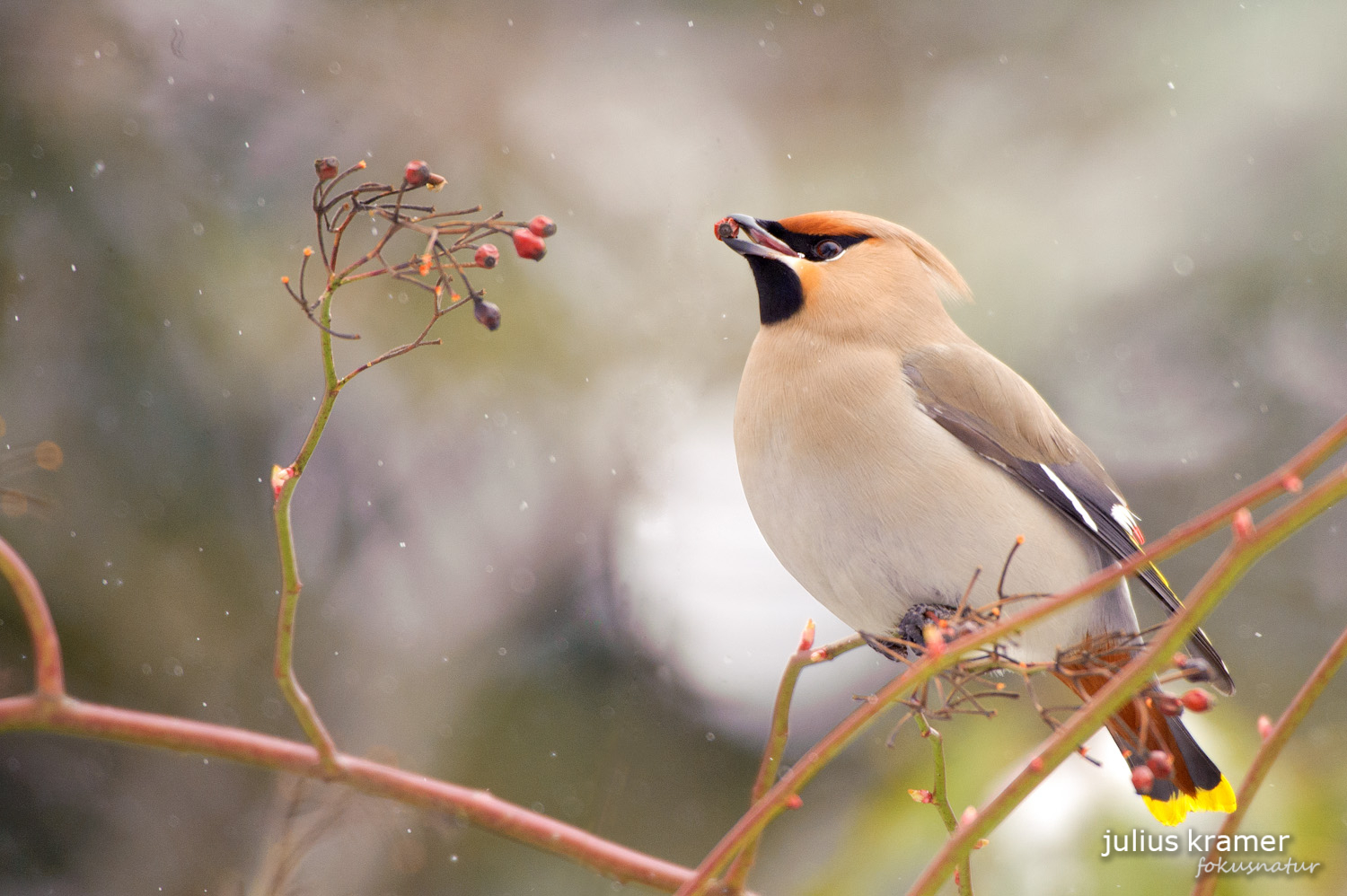 Seidenschwanz (Bombycilla garrulus)