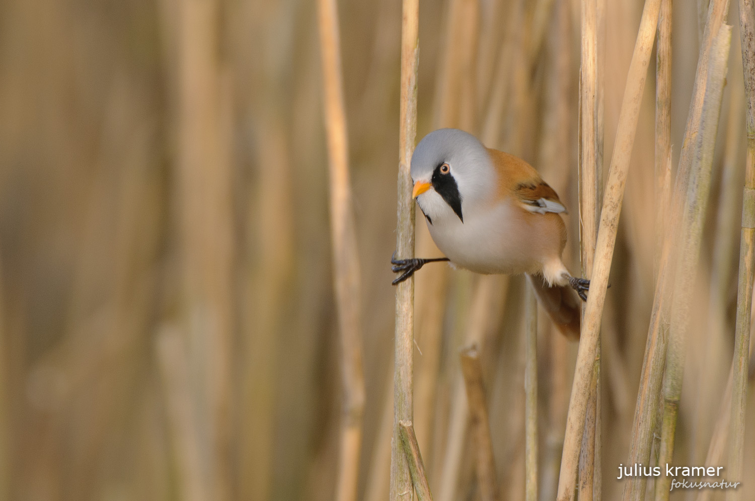 Bartmeise (Panurus biarmicus)