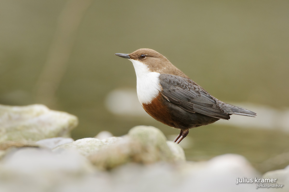 Wasseramsel (Cinclus cinclus)