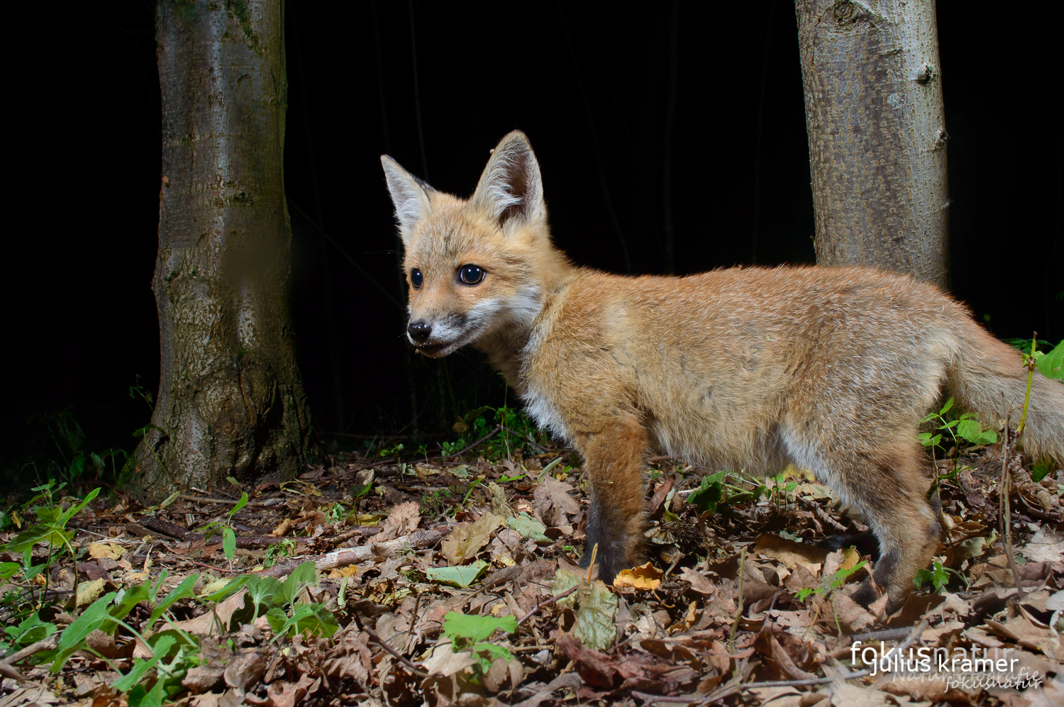 Jungfuchs (Vulpes vulpes)