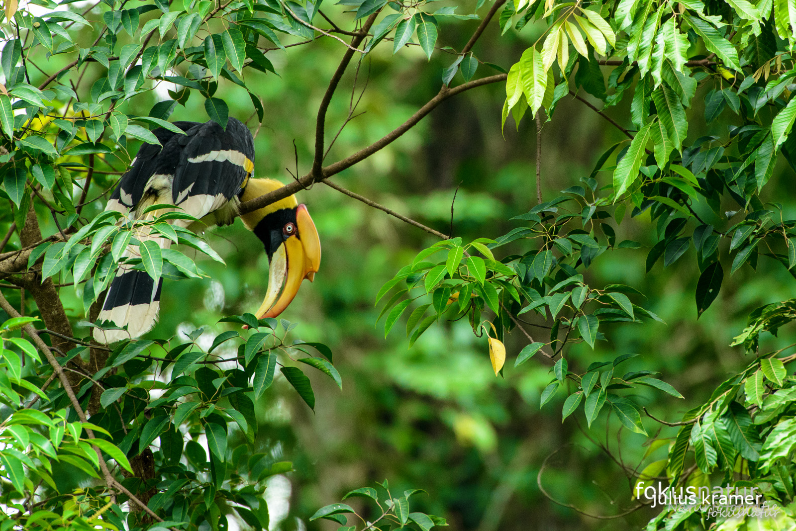 Doppelhornvogel (Buceros bicornis)