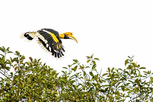 Doppelhornvogel (Buceros bicornis)