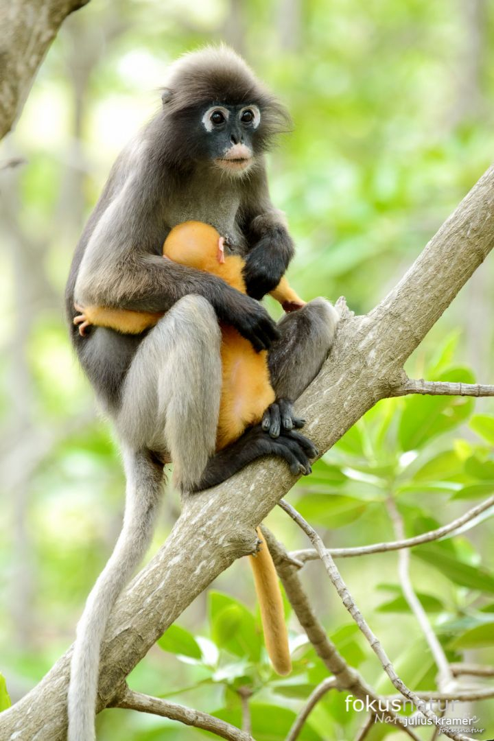 Südlicher Brillenlangur (Trachypithecus obscurus)