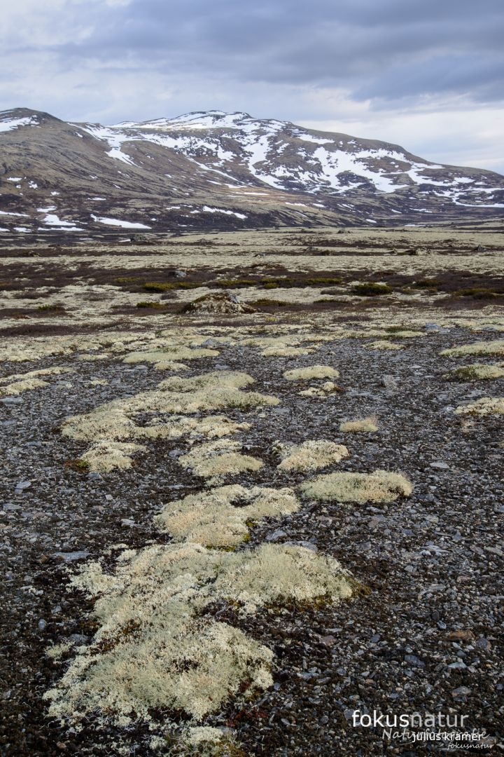 Frühling in Norwegen