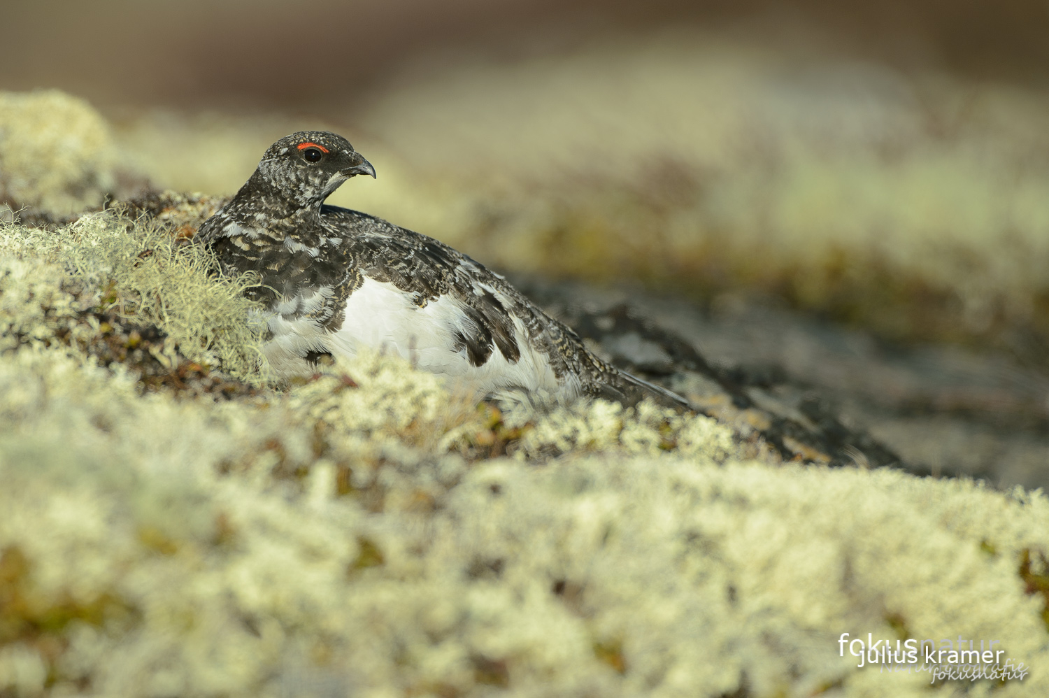 Alpenschneehuhn (Lagopus mutus)