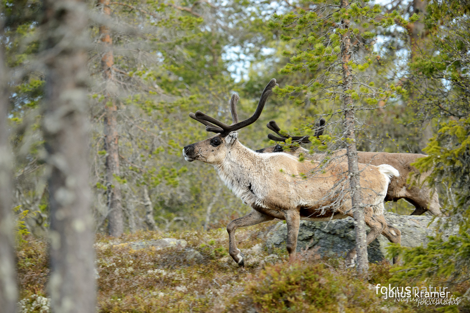 Rentier (Rangifer tarandus)