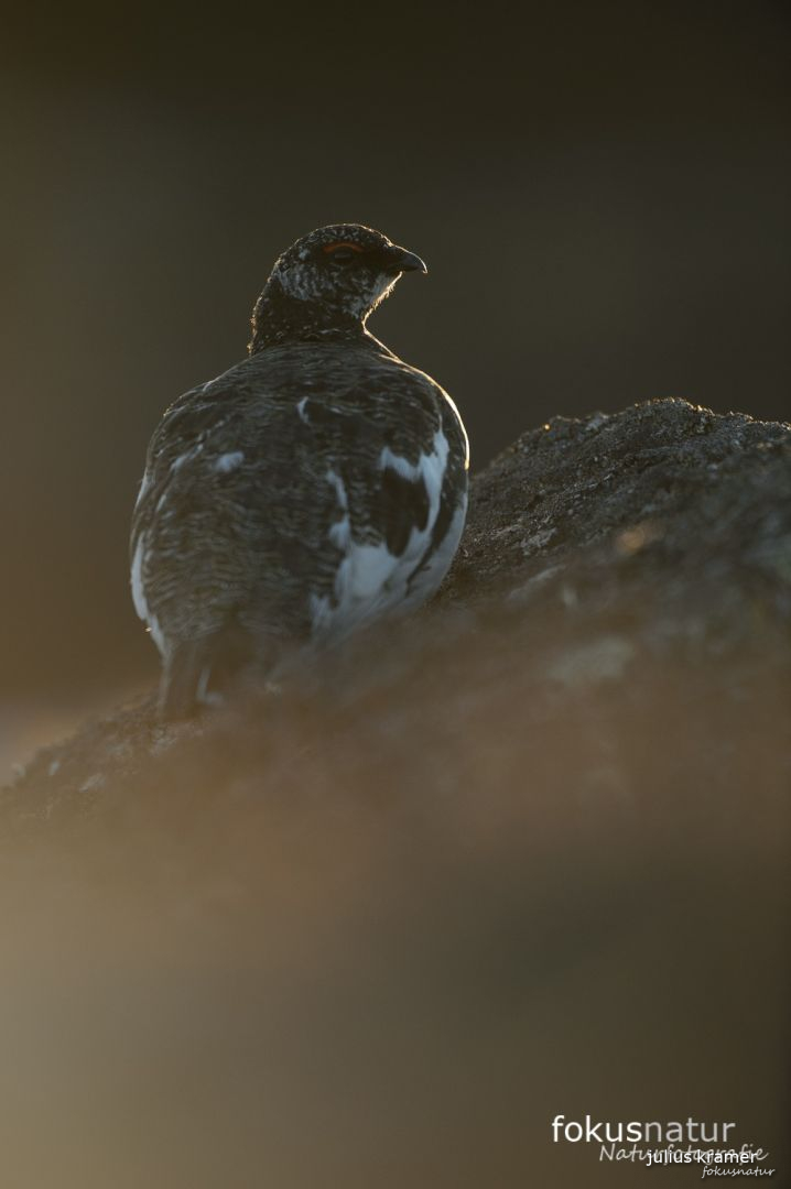 Alpenschneehuhn (Lagopus mutus)