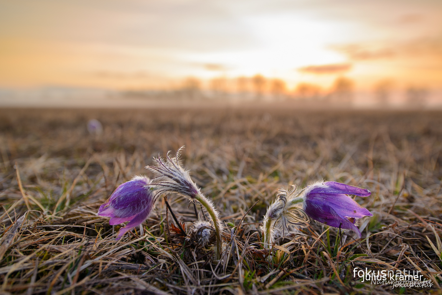 Finger-Kuhschelle (Pulsatilla patens)