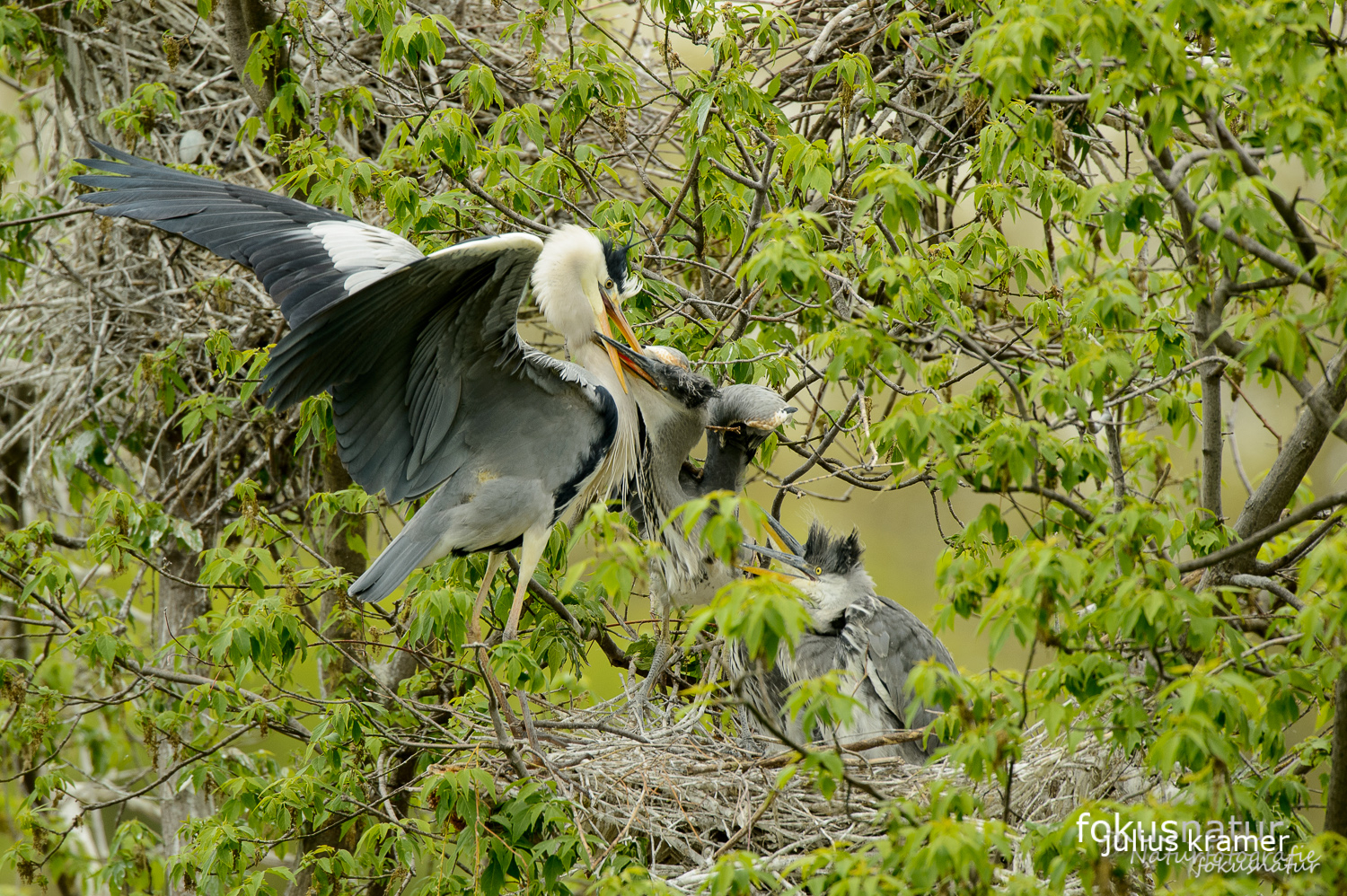 Graureiher (Ardea cinerea) in der Kolonie